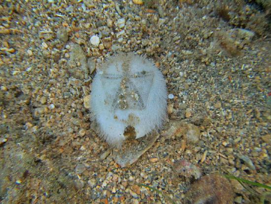  Metalia spatangus (Heart Urchin)